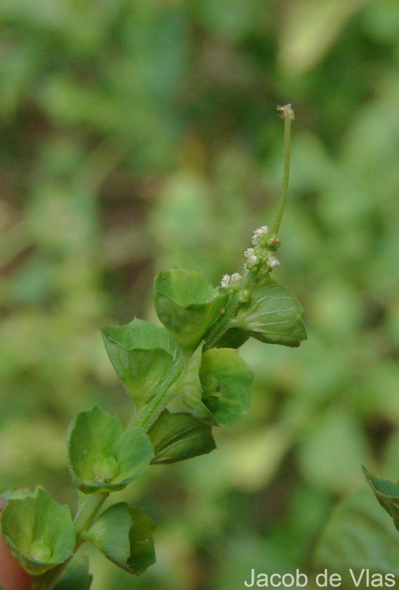 Acalypha indica L.